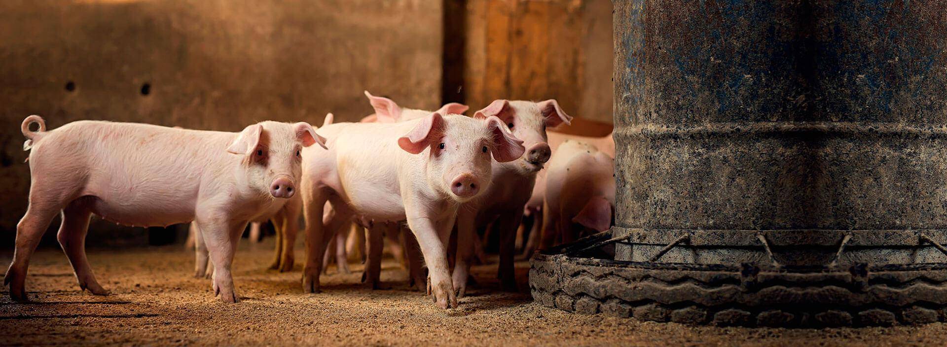 Стимулируем рост свиней