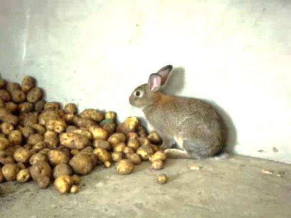 Скармливание свеклы кроликам: хорошая идея или нет?