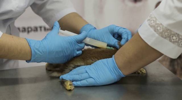 Ассоциированная вакцина для кроликов: как разводить и колоть