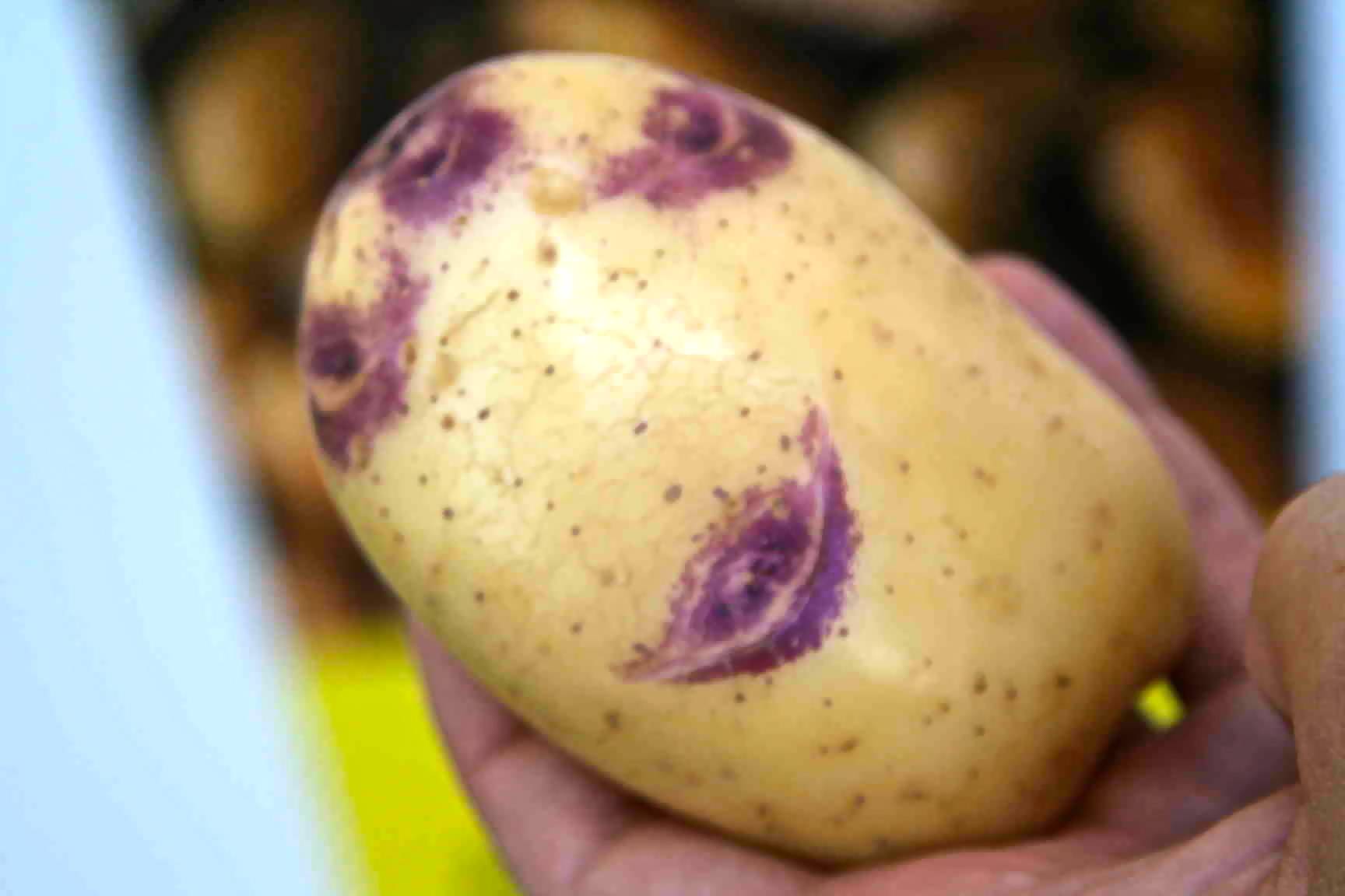 Картофель «синеглазка»: описание сорта, фото, отзывы