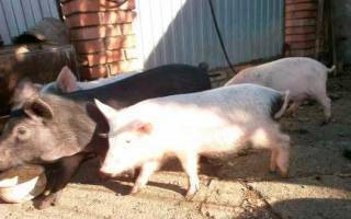 Биодобавки и стимуляторы для роста свиней: обзор, состав, особенности применения и отзывы