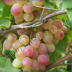 Виноград с историей — саперави: как посадить и вырастить старейший сорт винограда