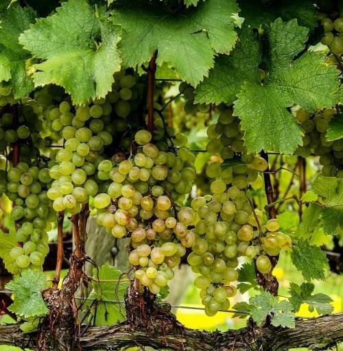 Уход за виноградом на Урале летом: посадка и выращивание в открытом грунте