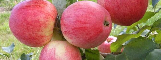 Характеристики сорта яблонь Ренет Черненко, описание и регионы выращивания