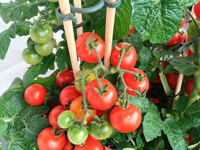 Урожайность, характеристика и описание сорта томата кубышка