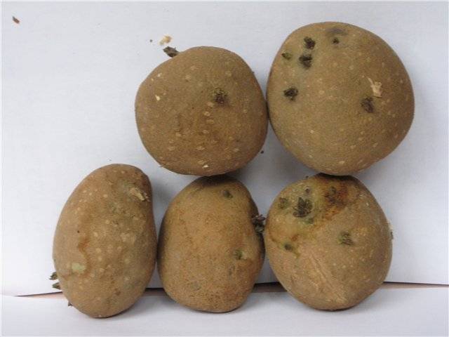 Сорт картофеля «киви»: характеристика, описание, урожайность, отзывы и фото
