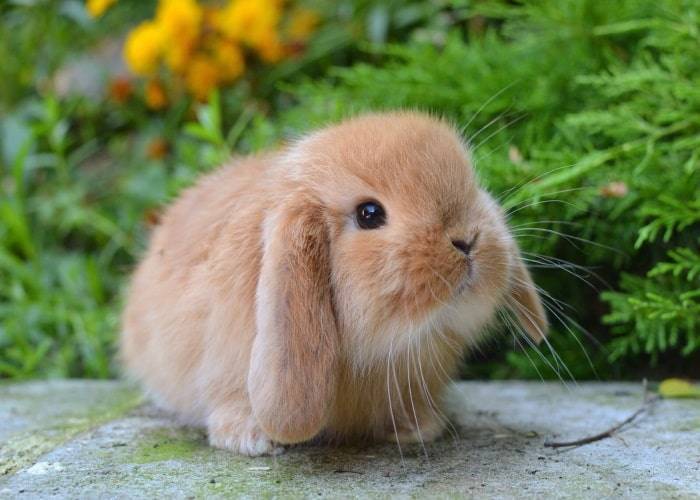 Как ухаживать за декоративным кроликом в домашних условиях?