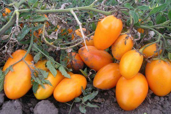 Томат князь: характеристика и описание сорта, отзывы, урожайность, фото – все о помидорках