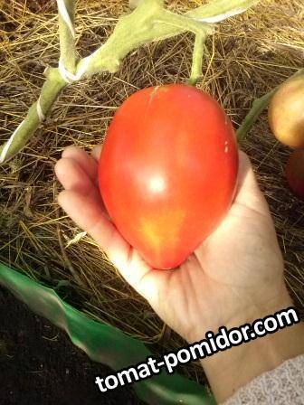Сладкий подарок любителям томатов — медовое сердце, описание сорта и его характеристики