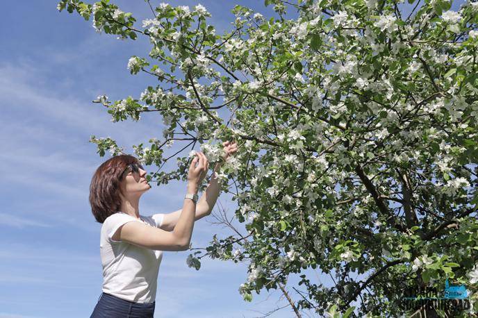 Почему не плодоносит яблоня – все возможные причины и советы, что делать