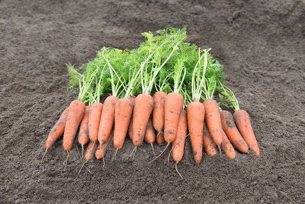 Описание, характеристика и особенности выращивания сорта моркови чемпион