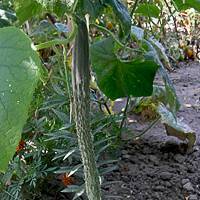 Гибрид огурцов «китайский холодоустойчивый f1» для выращивания в регионах с суровым климатом