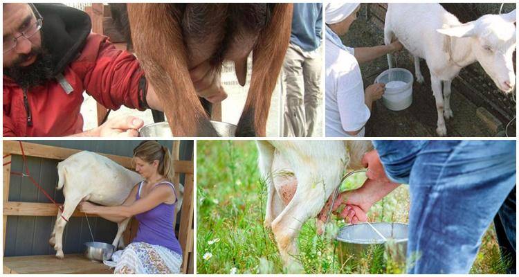 Как научиться правильно доить и раздаивать козу