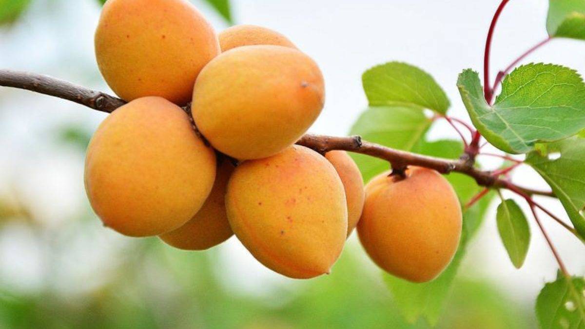 Лучшие самоплодные сорта абрикоса (фото, описание, советы по уходу)