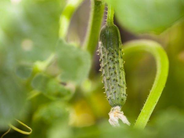 Огурец заначка f1: описание и характеристика сорта, урожайность с фото