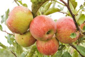 Яблоня народное: особенности сорта и ухода