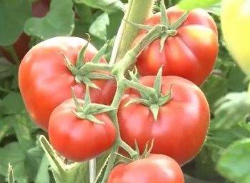 Описание сорта томата эффект, его характеристика и урожайность
