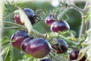 Томат настенька: характеристика и описание сорта, урожайность с фото 