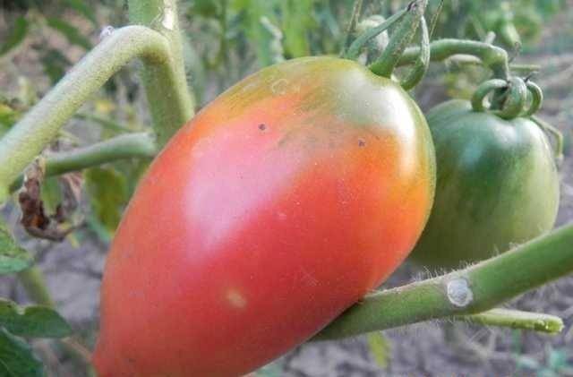 Сказочный помидор петруша огородник: без урожая не останетесь