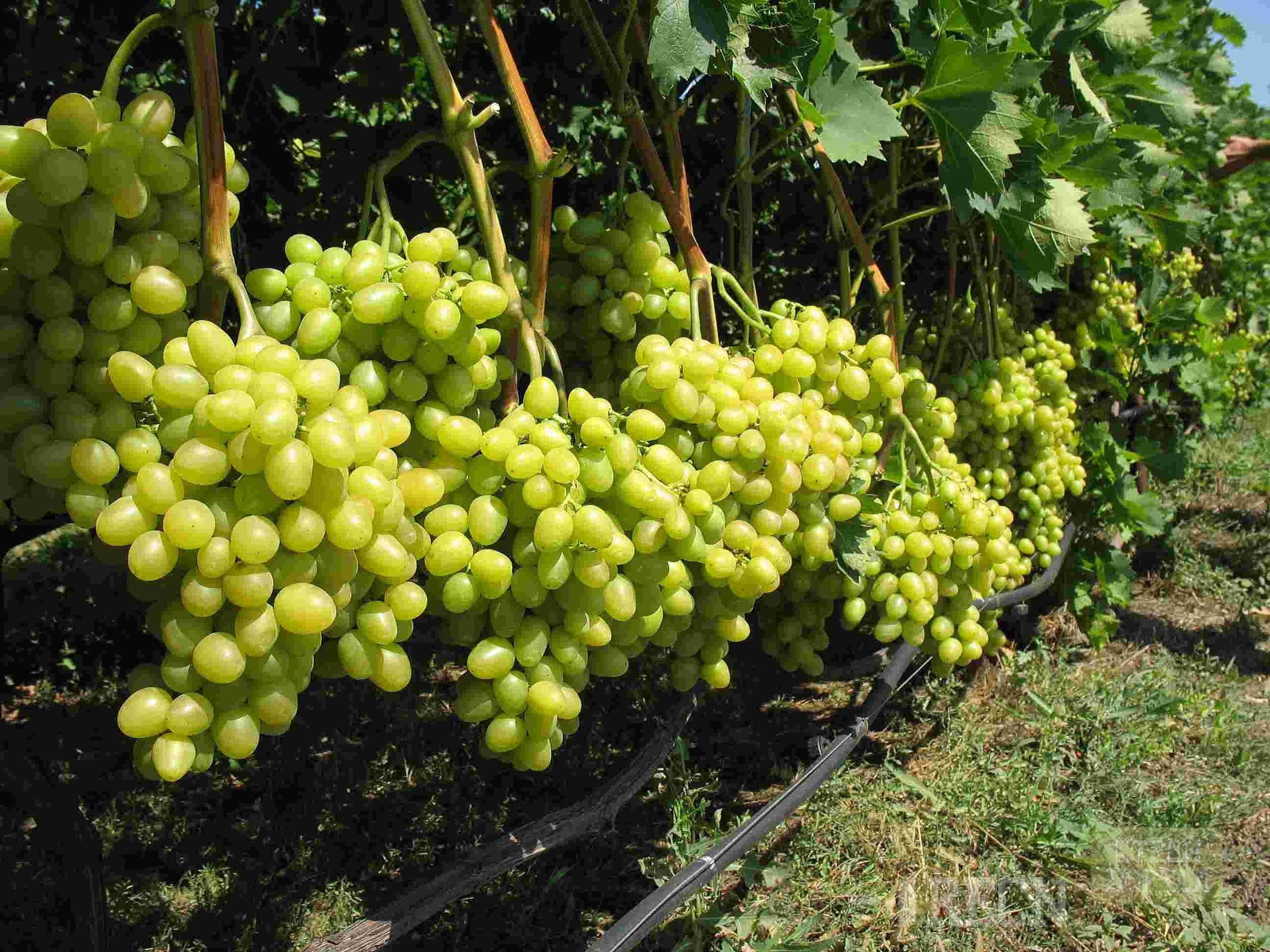 Правила выращивания винограда в средней полосе для новичков