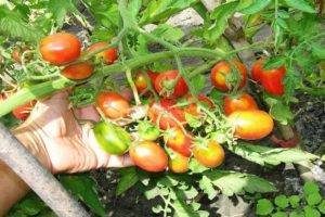Фото, видео, отзывы, описание, характеристика, урожайность сорта томат «тяжеловес сибири»