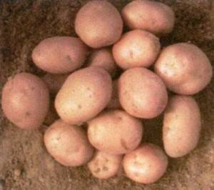 Характеристика российского картофеля «рябинушка»: описание сорта, фото