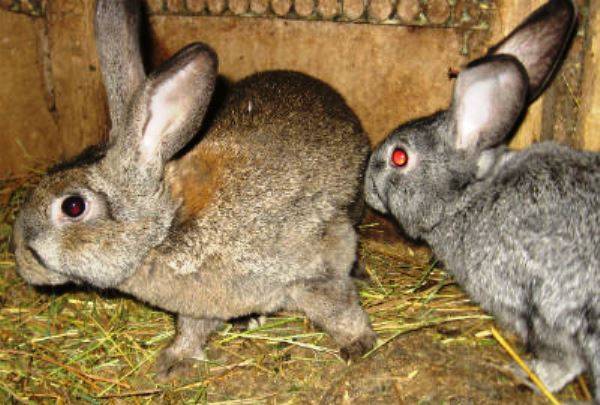 Почему крольчиха не хочет подпускать крола, возможные причины и что делать