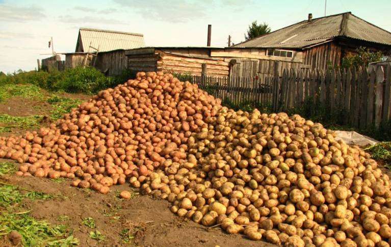 Уход за картофелем: как ухаживать, чтобы был хороший урожай