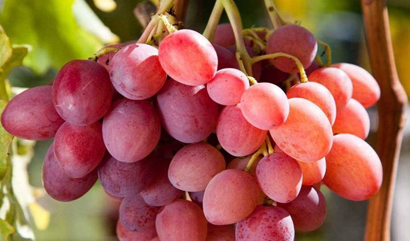 Уникальный розовый сорт винограда анжелика: описание, характеристики, тонкости выращивания