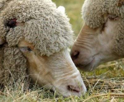 Понос у ягнят (овец): причины и лечение