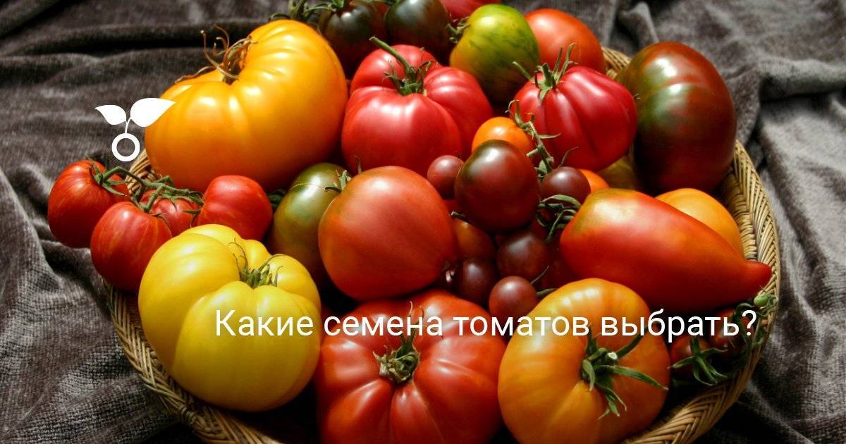 Серия томатов король рынка f1