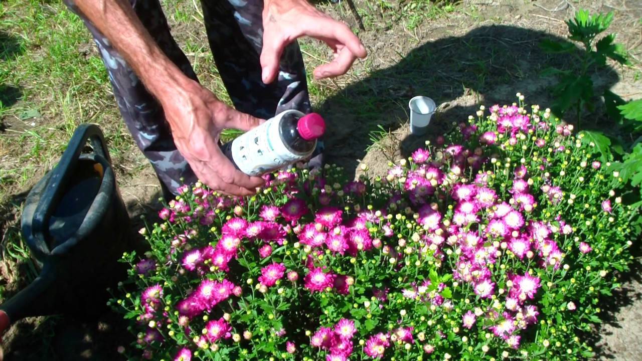 Как можно сохранить хризантемы зимой и правила укрытия в открытом грунте