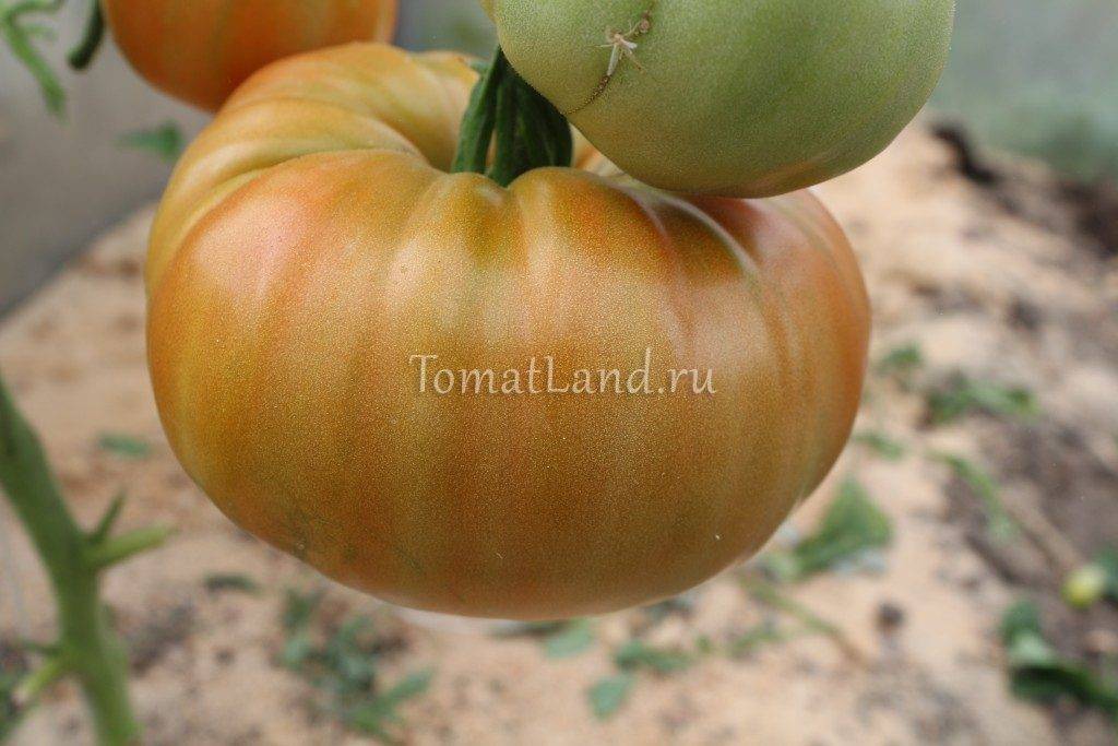 Томат разносол: описание сорта, характеристика, отзывы об урожайности, фото – все о помидорках