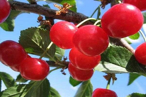 Лучшие самоплодные сорта вишни