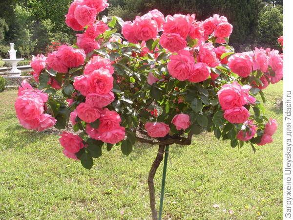 Роза на штамбе: топ-7 сортов для выращивания “розового дерева” вашей мечты