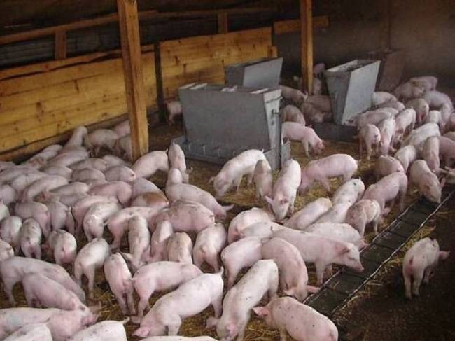 Развитие африканской чумы у свиней: причины появления болезни, первые симптомы, меры профилактики