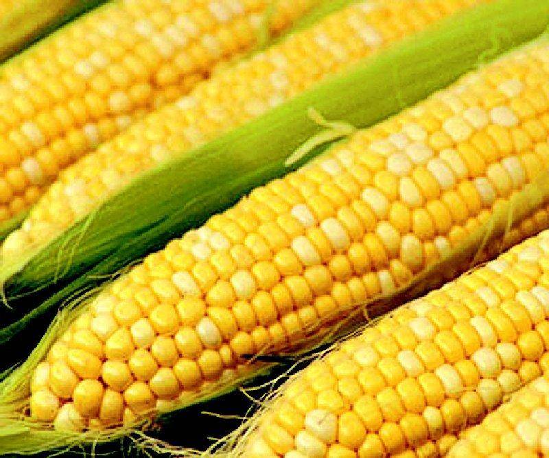 Отличия фуражной и пищевой кукурузы