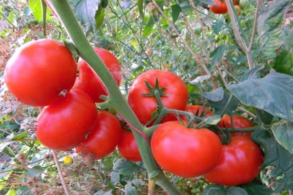 Российский раннеспелый, очень урожайный томат «валентина»: описание сорта и достоинств