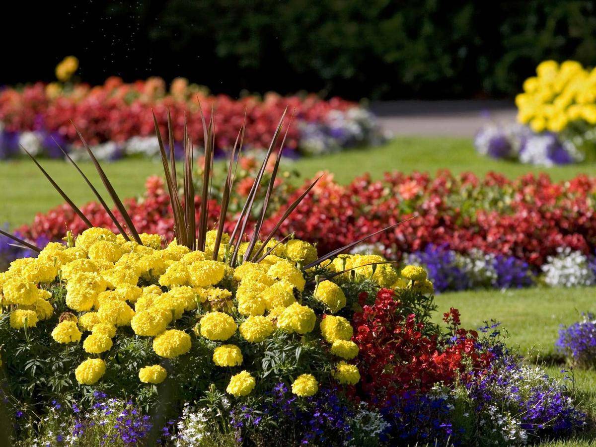 30 восхитительных декоративных растений для вашего сада
