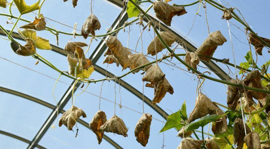 Желтеют листья у огурцов в теплице: что делать, чем обработать