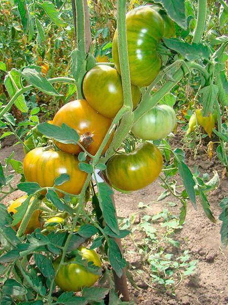 Сорт помидоров болото: отзывы и фото