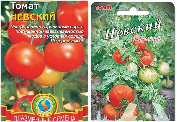 Томаты для ленинградской области: подходящие сорта и особенности выращивания