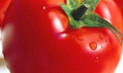 Томат «рапсодия»: выращивание в теплице и в открытом грунте