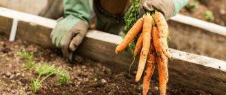 Морковь шантане: описание и характеристика сорта, виды, относящиеся к нему, например, роял, курода, правила выращивания, а также похожие корнеплоды