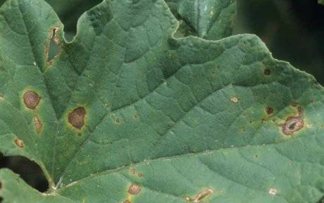Причины, почему у огурцов белеют листья: как лечить