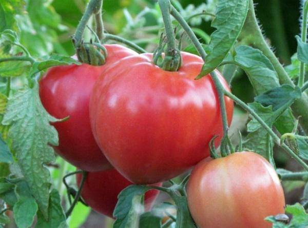 Какие томаты будем сажать в 2019 году?