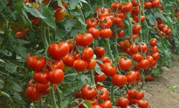 Лидер продаж — томат благовест f1: описание и особенности выращивания