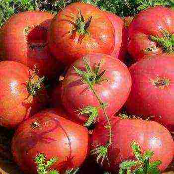 Описание сорта томата сибирский изобильный, его характеристики и урожайность