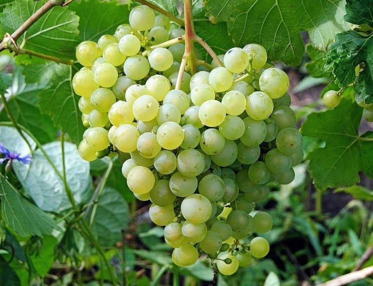 Описание сорта винограда жемчуг сабо преимущества и недостатки