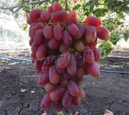 Ранние сорта винограда для разных регионов: как правильно сделать выбор